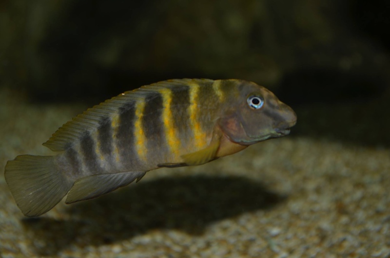 Eretmodus cf. marksmithi 'Bulu Point'